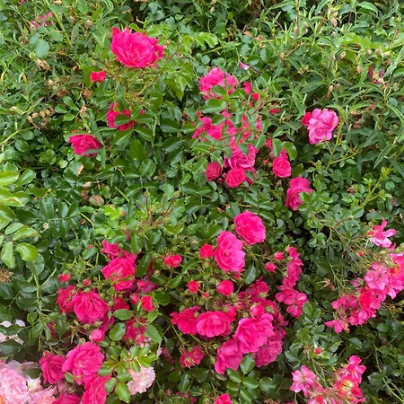 Chateau De Lestang Savignac (Aveyron)
