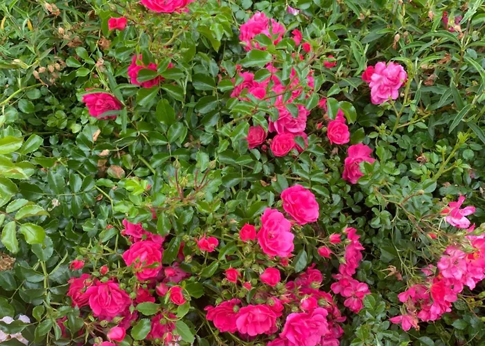 Chateau De Lestang Savignac (Aveyron)