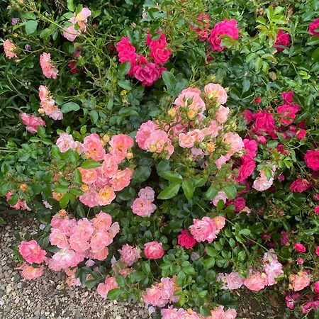 Chateau De Lestang Bed & Breakfast